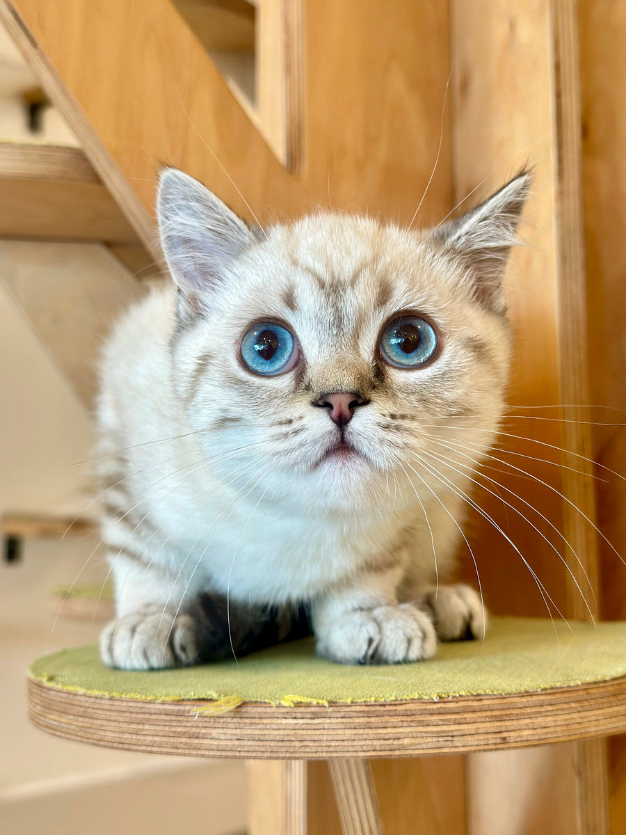 Navarro British Shorthair male black tabby pointed - live animals