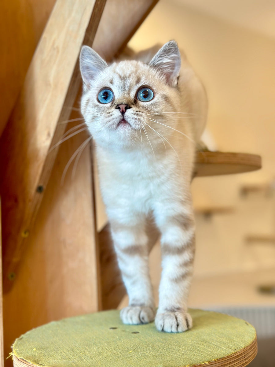 Navarro British Shorthair male black tabby pointed - live animals