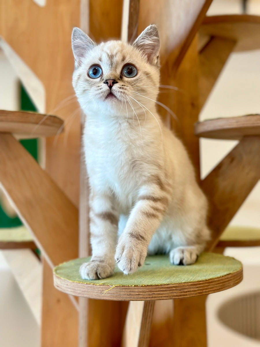 Navarro British Shorthair male black tabby pointed - live animals