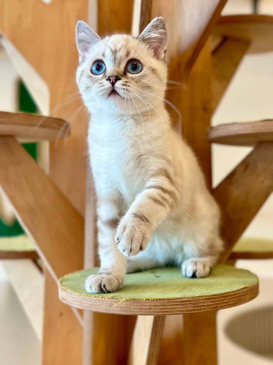 Navarro British Shorthair male black tabby pointed - live animals
