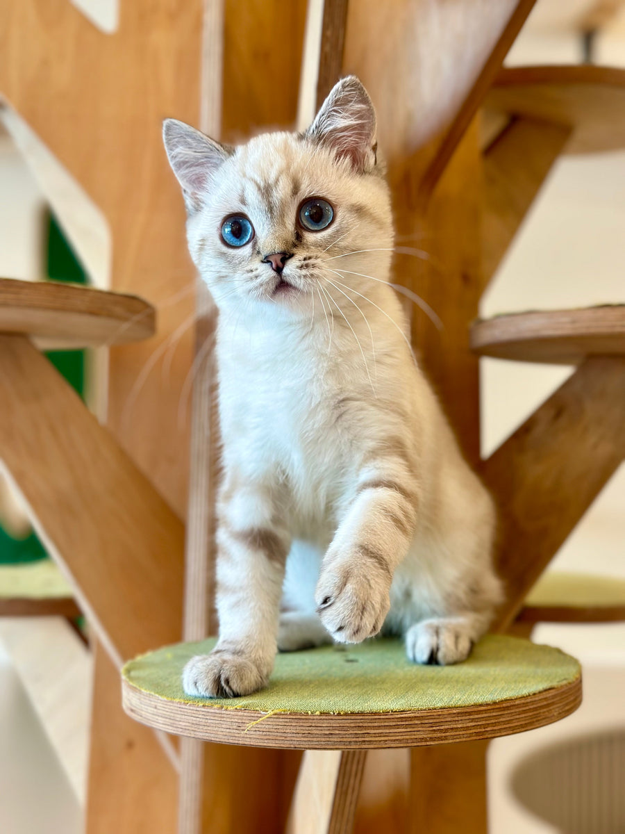 Navarro British Shorthair male black tabby pointed - live animals