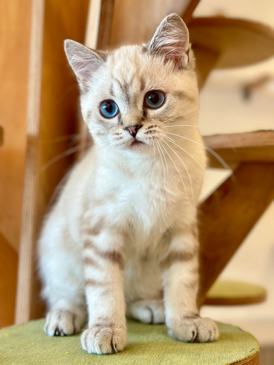 Navarro British Shorthair male black tabby pointed - live animals