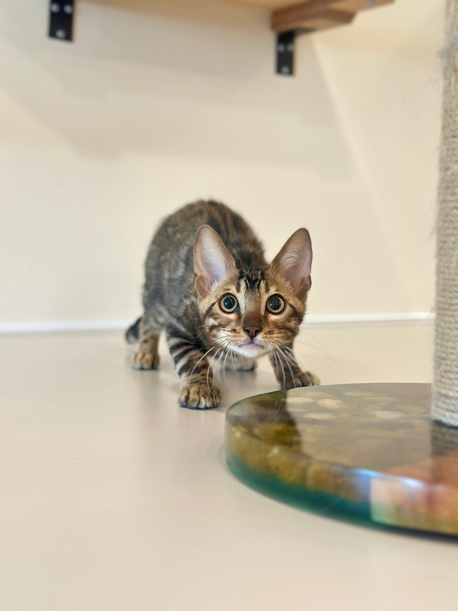 Baron Bengal male black spotted tabby - live animals