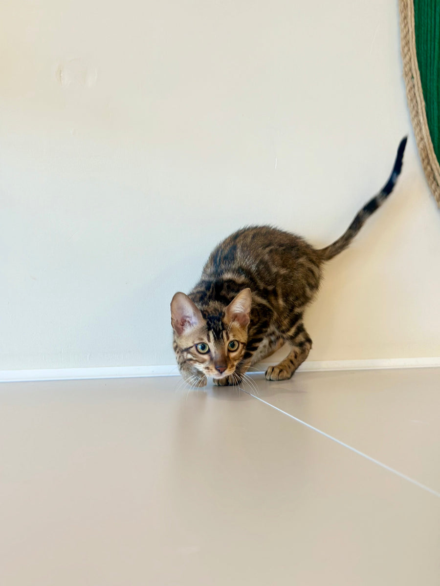 Baron Bengal male black spotted tabby - live animals
