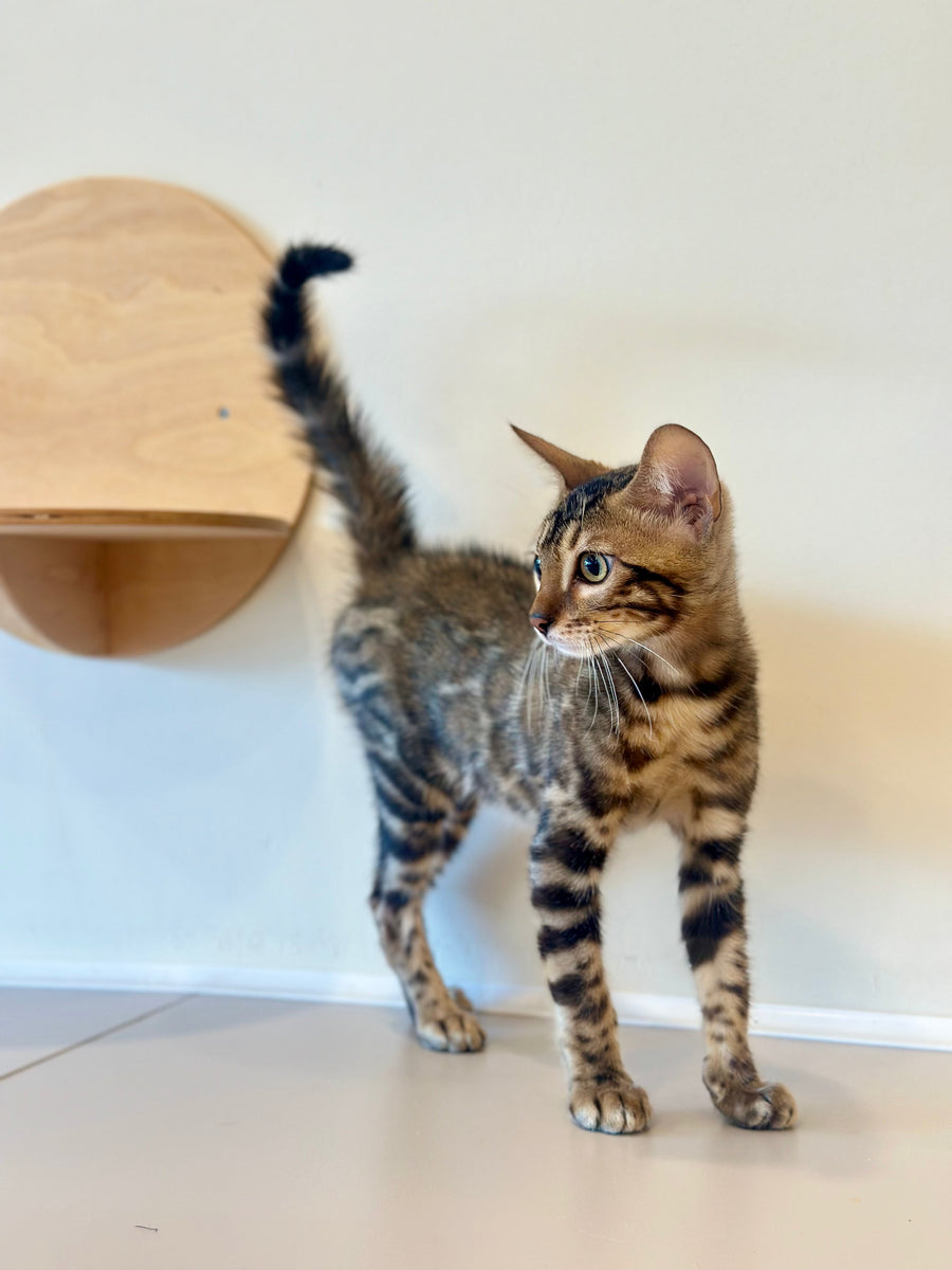 Baron Bengal male black spotted tabby - live animals