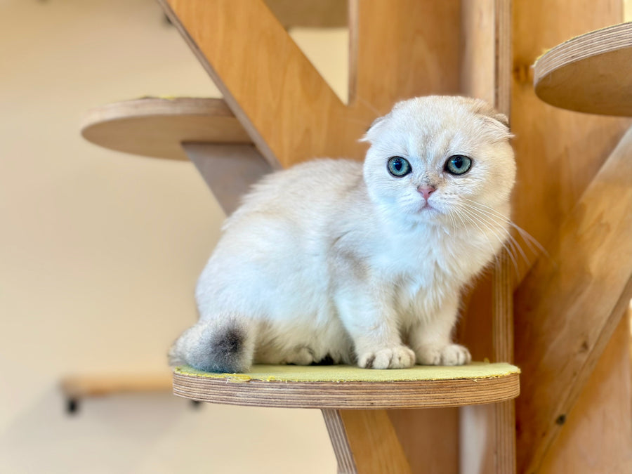 Eva Scottish Fold female black golden pointed - live animals