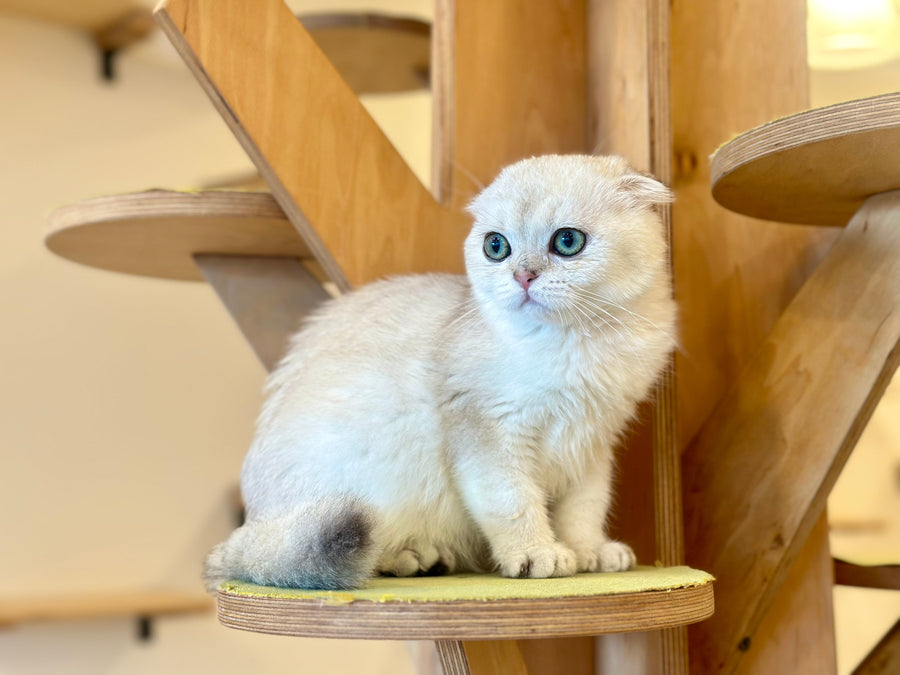 Eva Scottish Fold female black golden pointed - live animals