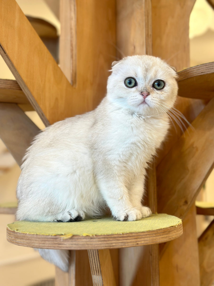 Eva Scottish Fold female black golden pointed - live animals