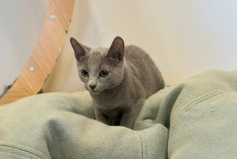 Oggy Russian Blue male, blue