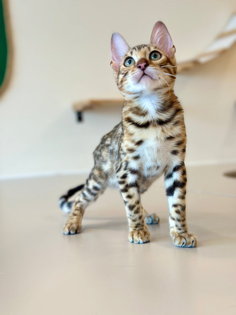 Archie Bengal male black spotted tabby - live animals