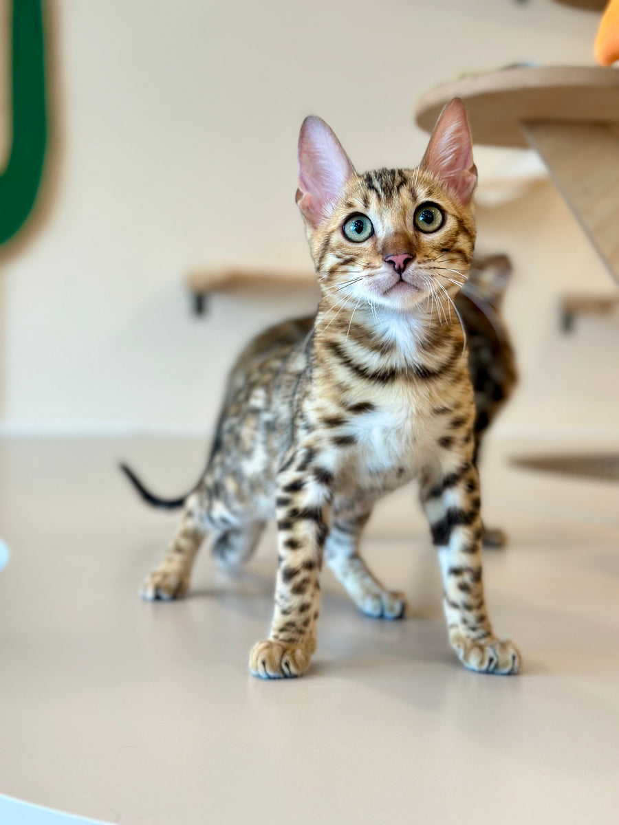 Archie Bengal male black spotted tabby - live animals
