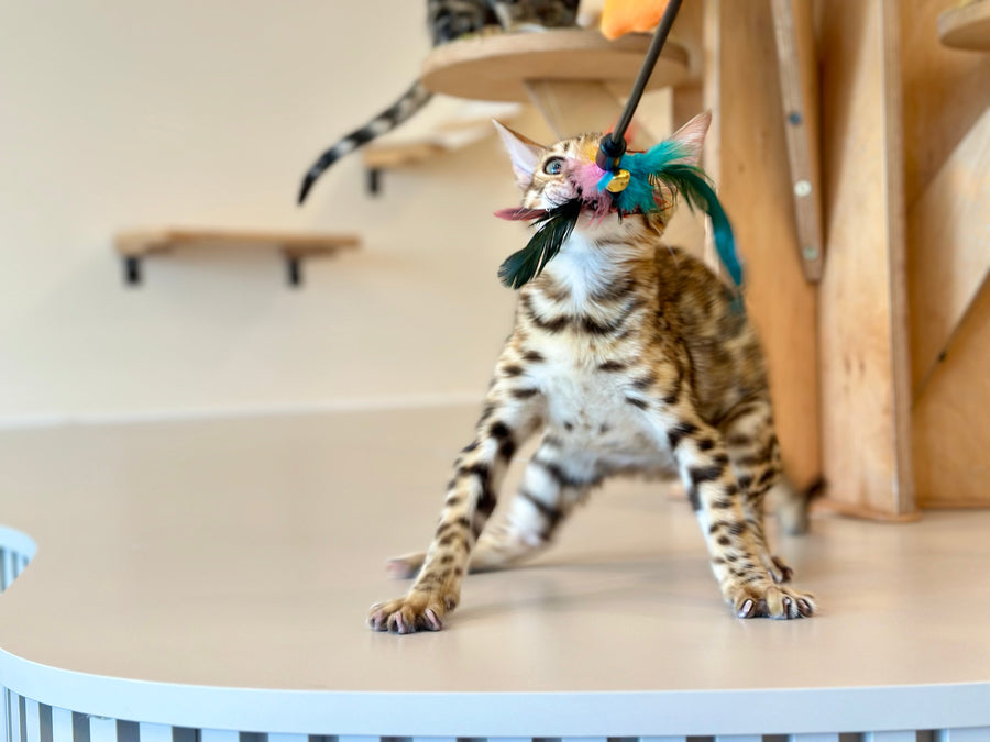 Archie Bengal male black spotted tabby - live animals