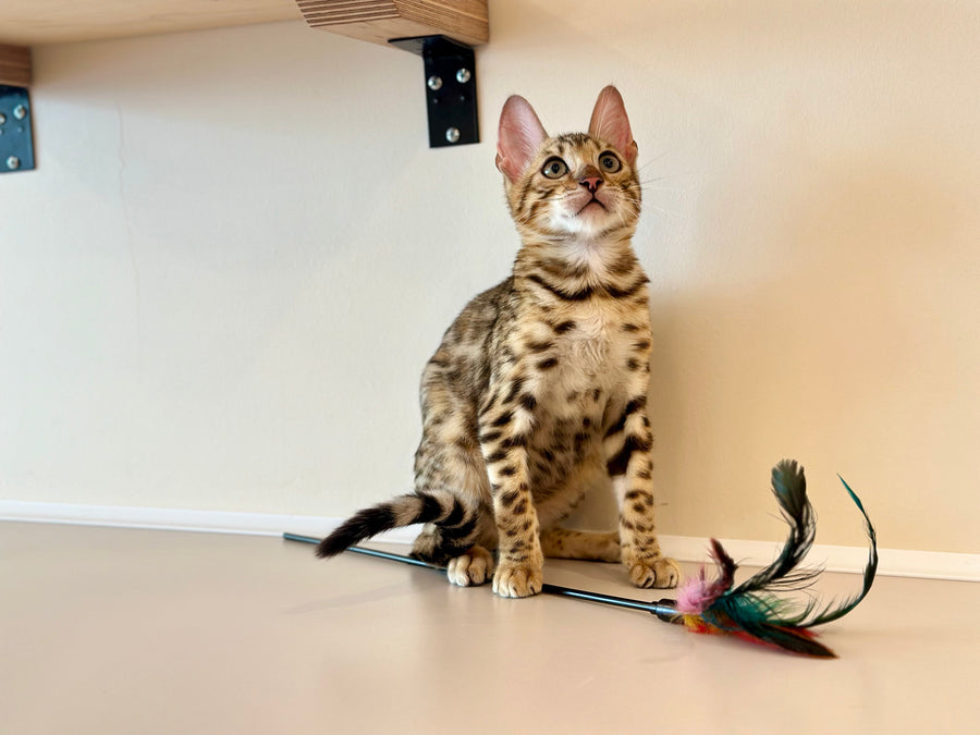 Archie Bengal male black spotted tabby - live animals