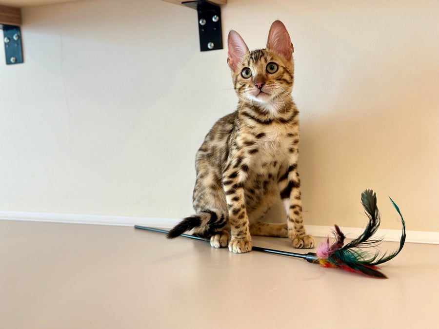 Archie Bengal male black spotted tabby - live animals