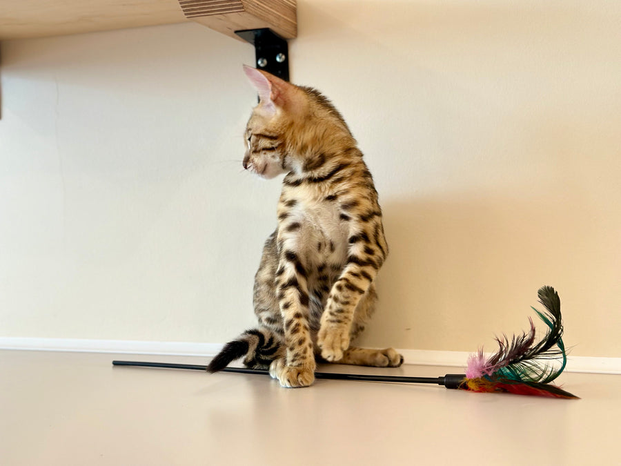 Archie Bengal male black spotted tabby - live animals
