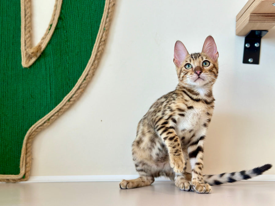 Archie Bengal male black spotted tabby - live animals