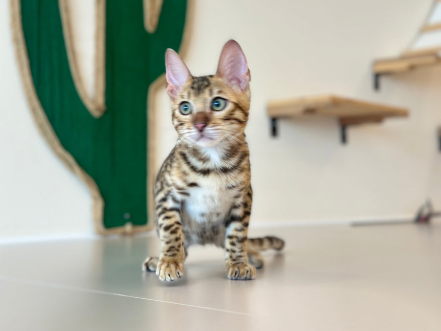 Archie Bengal male black spotted tabby - live animals
