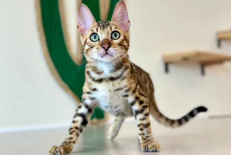 Archie Bengal male black spotted tabby - live animals
