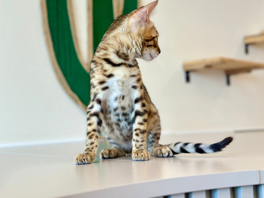 Archie Bengal male black spotted tabby - live animals