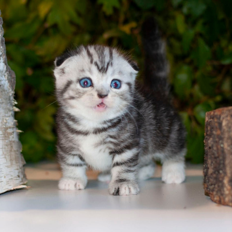 Bingo Munchkin male, black silver tabby