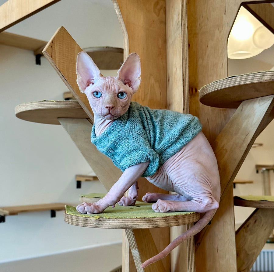 Pluto Canadian Sphynx male, cream pointed