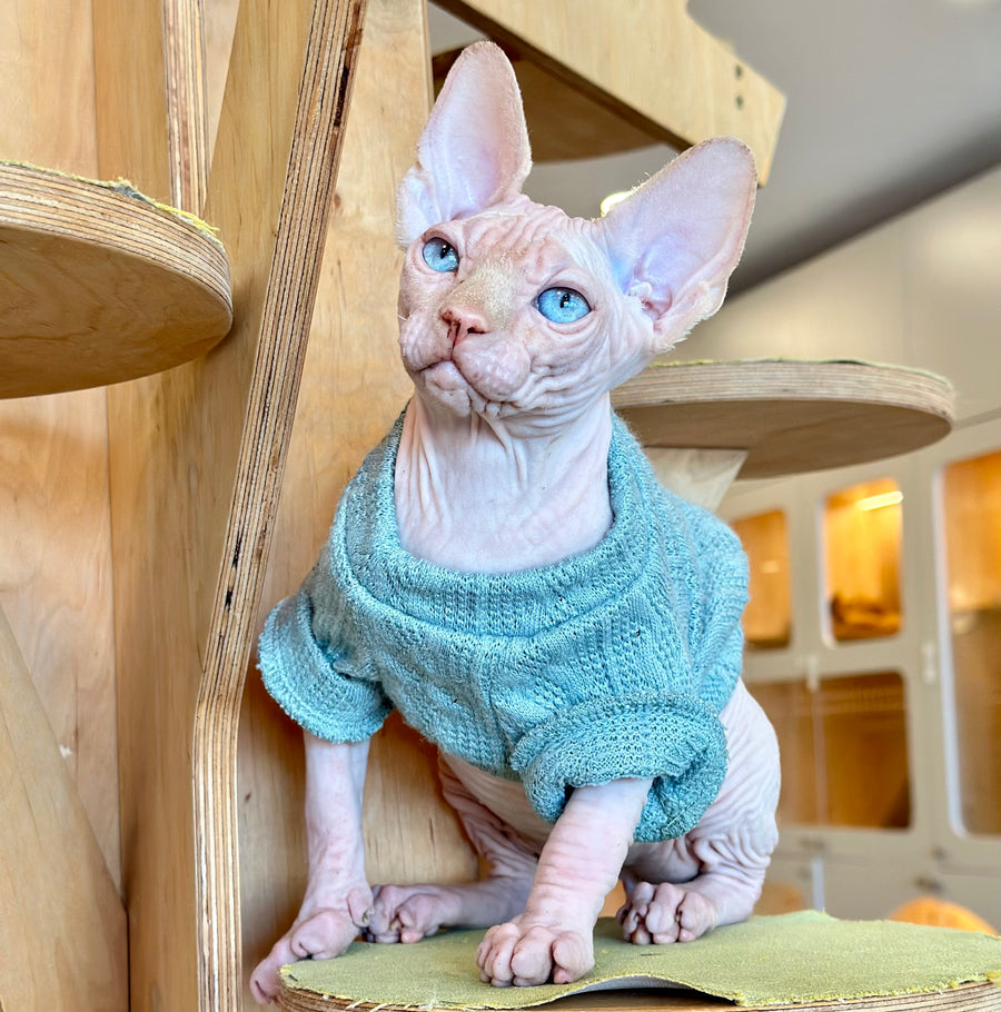 Pluto Canadian Sphynx male, cream pointed