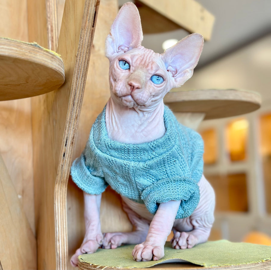 Pluto Canadian Sphynx male, cream pointed