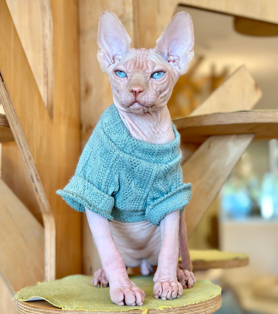 Pluto Canadian Sphynx male, cream pointed