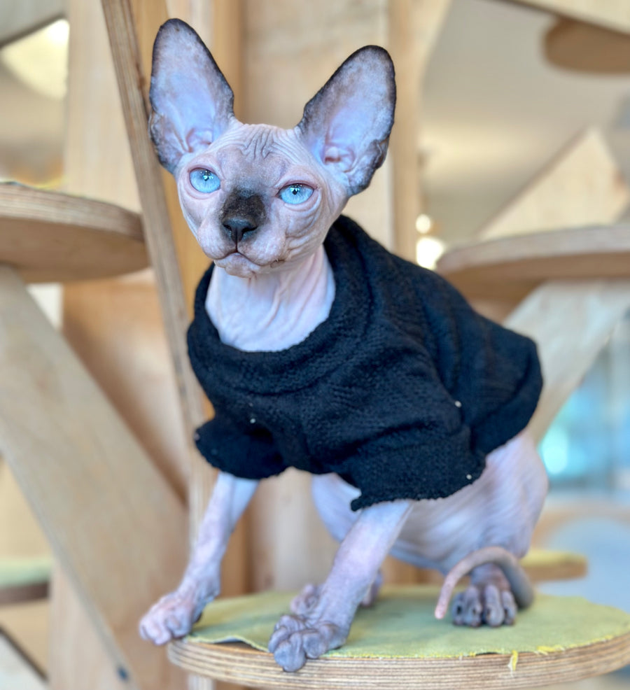 Venera Canadian Sphynx female, tortie seal pointed