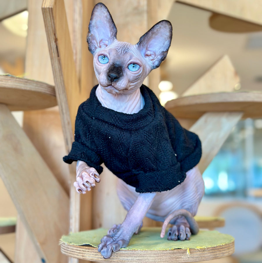 Venera Canadian Sphynx female, tortie seal pointed