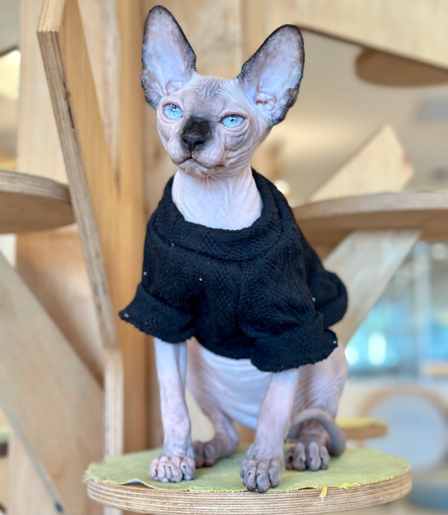 Venera Canadian Sphynx female, tortie seal pointed
