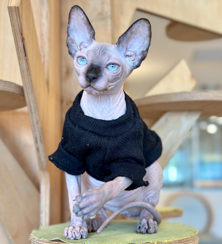 Venera Canadian Sphynx female, tortie seal pointed