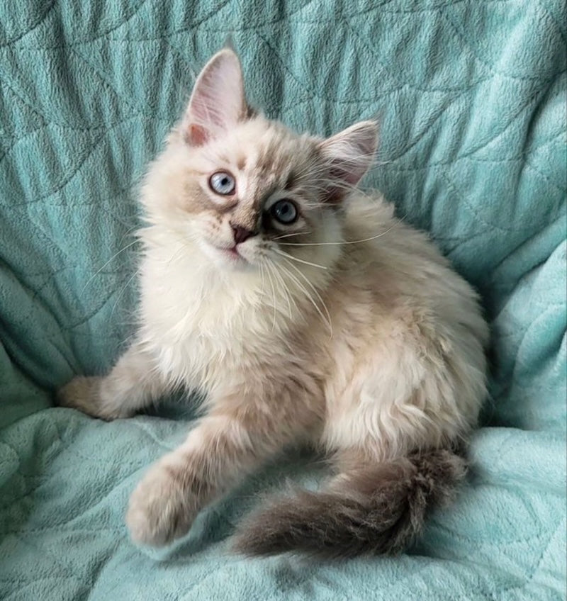 Benji Siberian male, blue tabby pointed