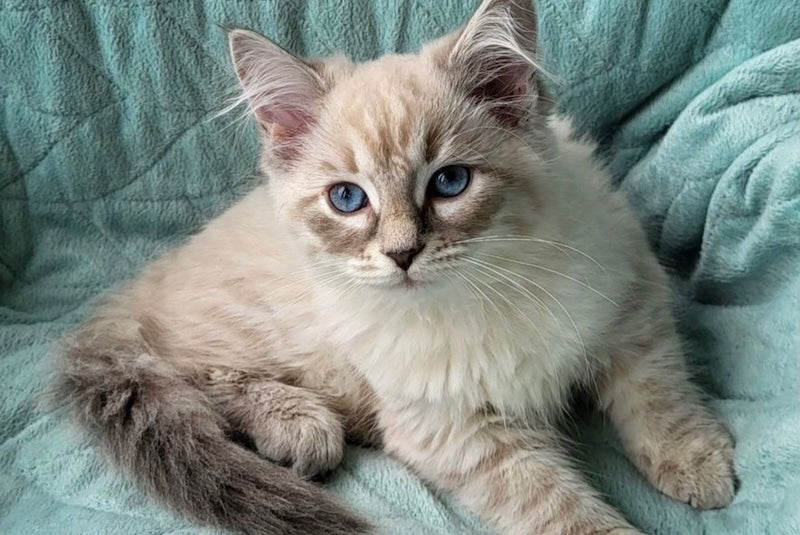 Benji Siberian male, blue tabby pointed