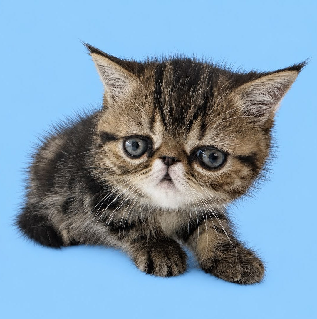 Tiger Exotic male, brown tabby