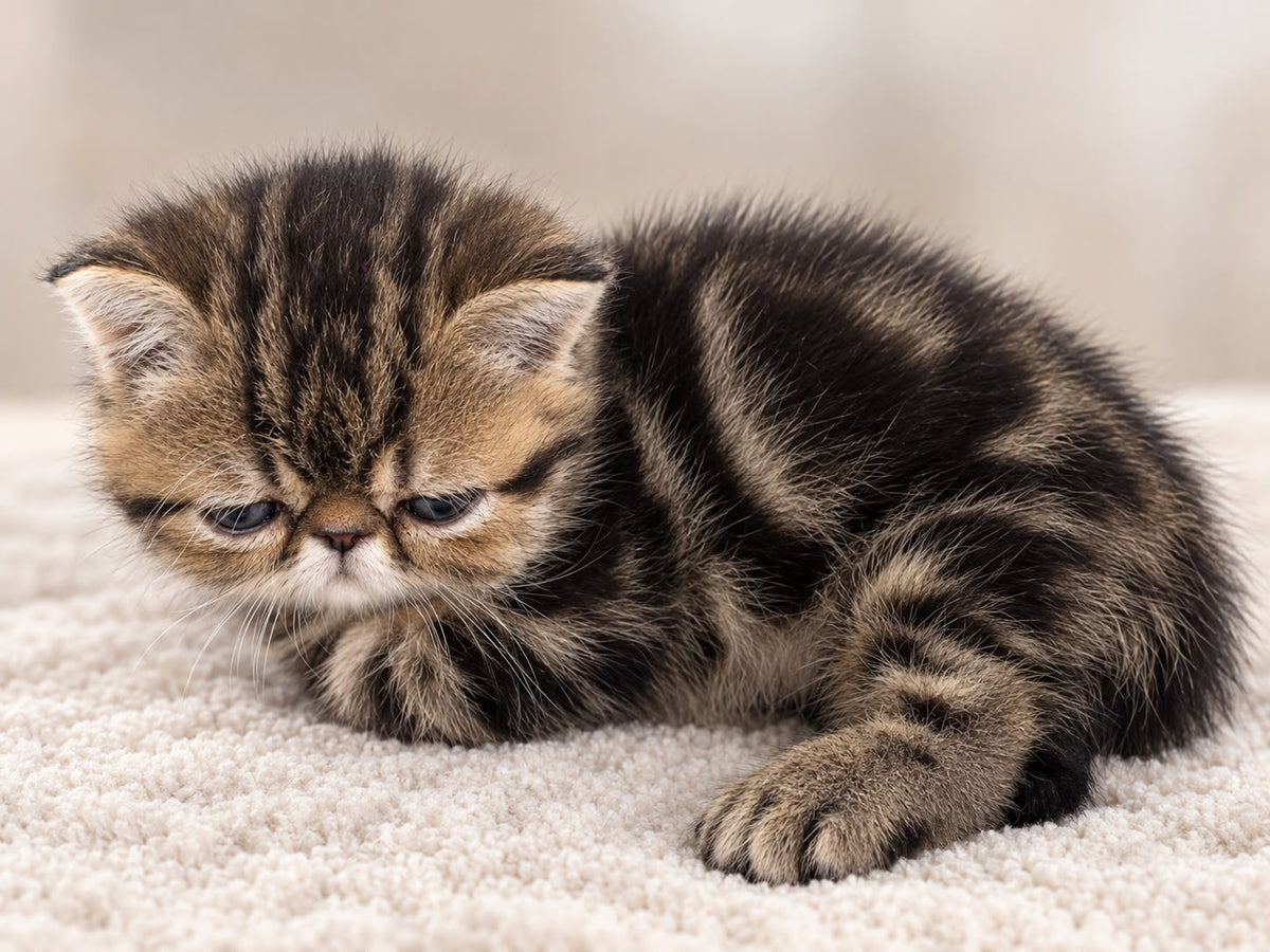 Tiger Exotic male, brown tabby