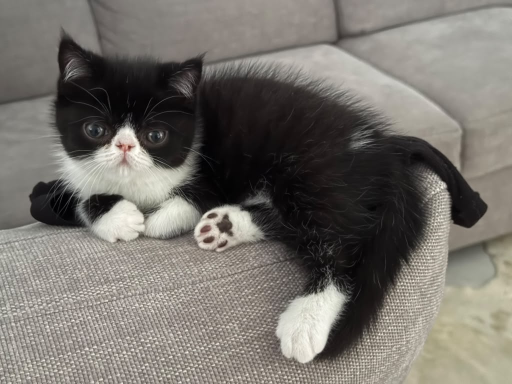 Penguin Exotic male, black with white