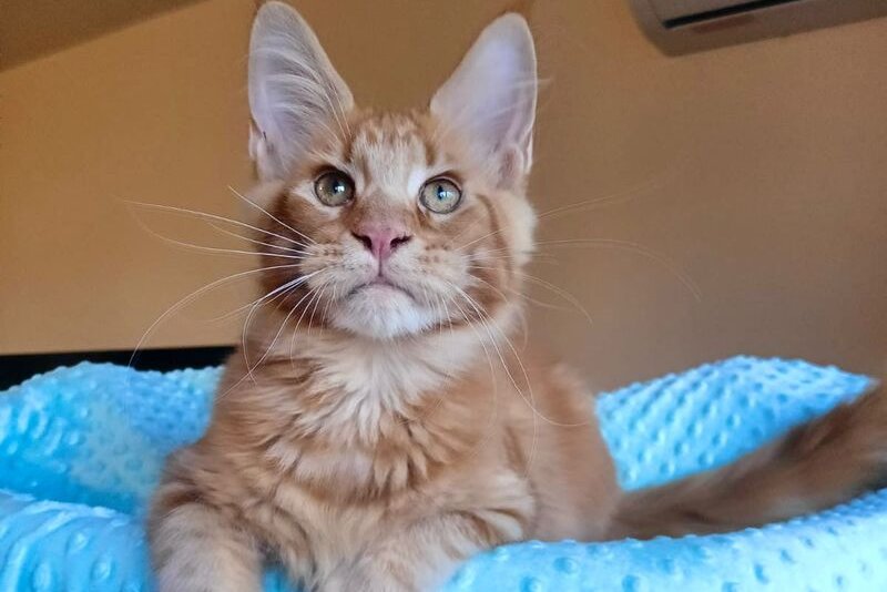 Remus Maine Coon male, red tabby