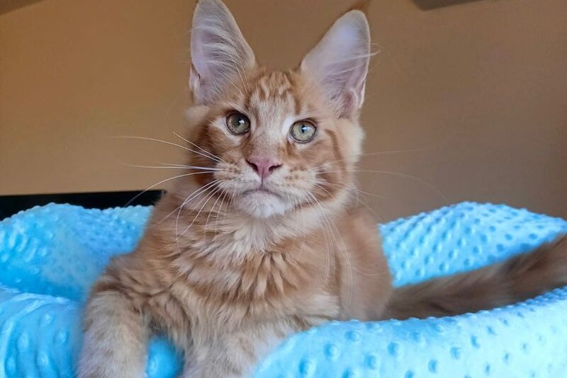 Remus Maine Coon male, red tabby