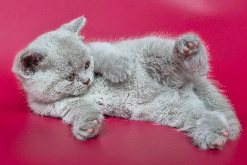 Harley British Shorthair male, lilac