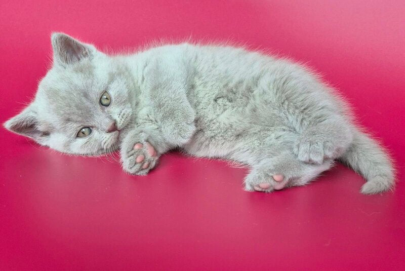 Harley British Shorthair male, lilac
