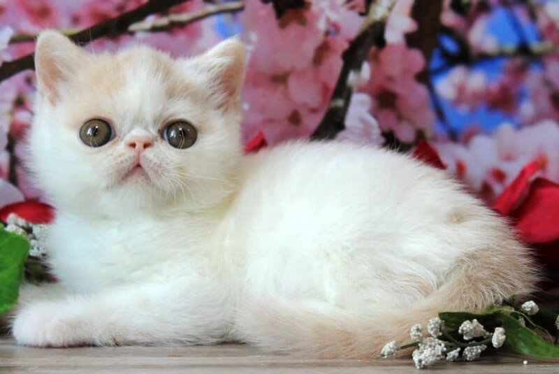 Fayra Exotic female, cream harlequin