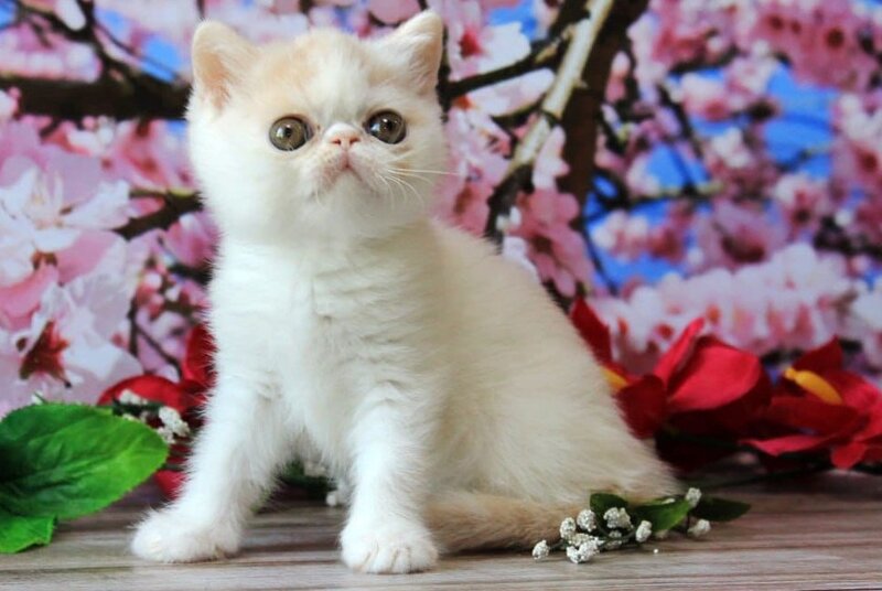 Fayra Exotic female, cream harlequin