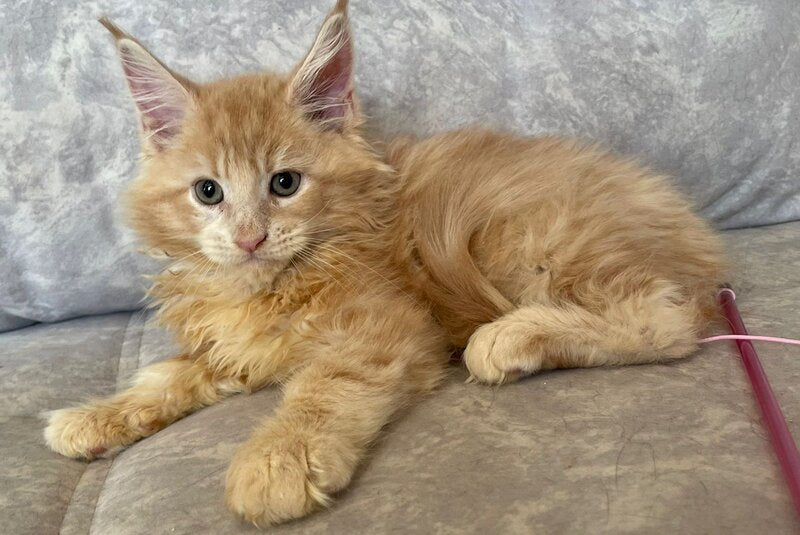 Irbis Maine Coon male, cream tabby