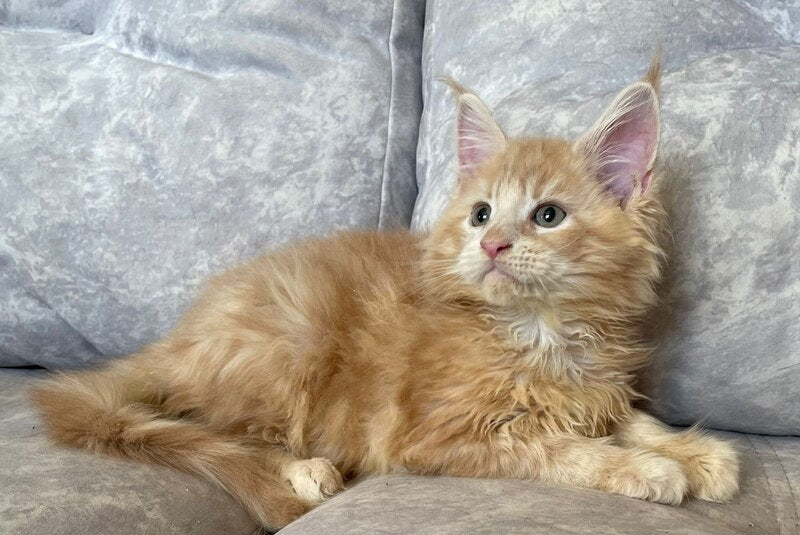 Irbis Maine Coon male, cream tabby