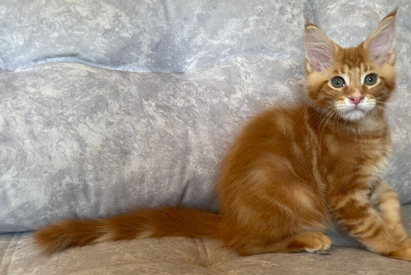 Rocky Maine Coon male, red tabby