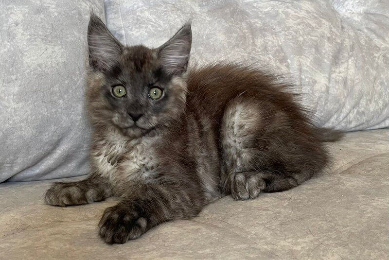 Ricky Maine Coon male, black silver