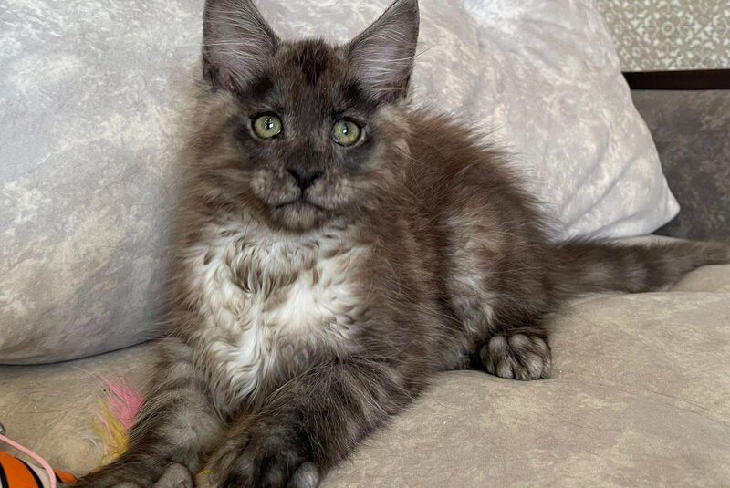 Ricky Maine Coon male, black silver