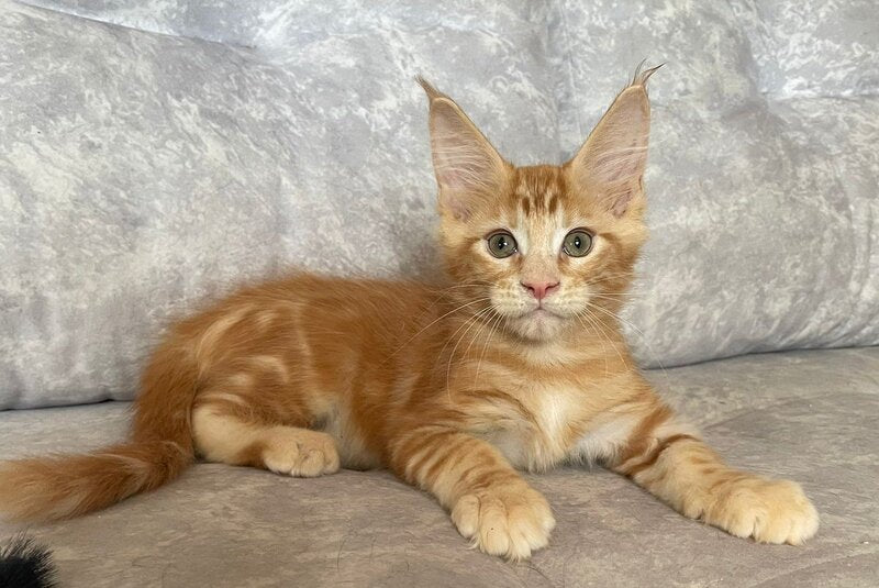Han Maine Coon male, red