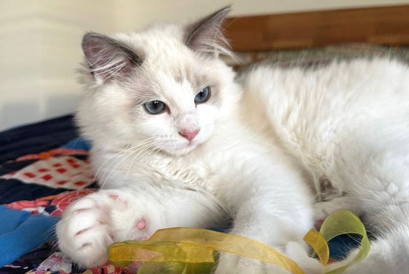 Parker Ragdoll male, blue bicolour